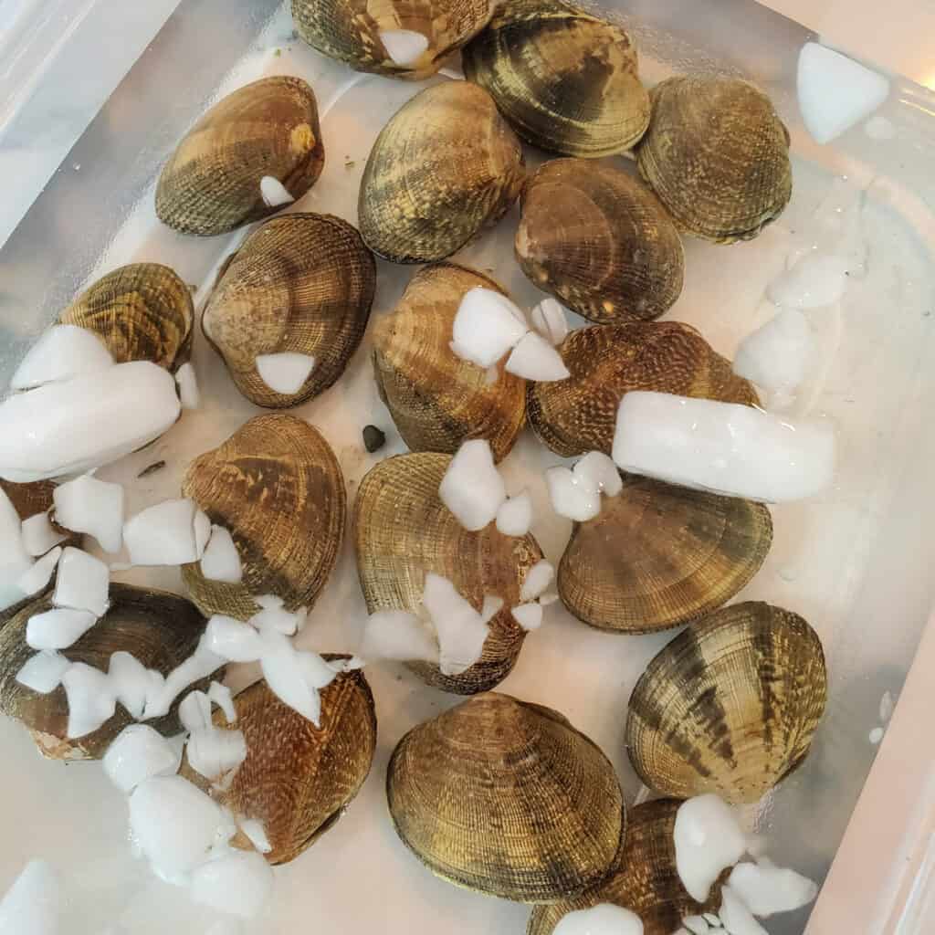 Little neck clams in saltwater purging.