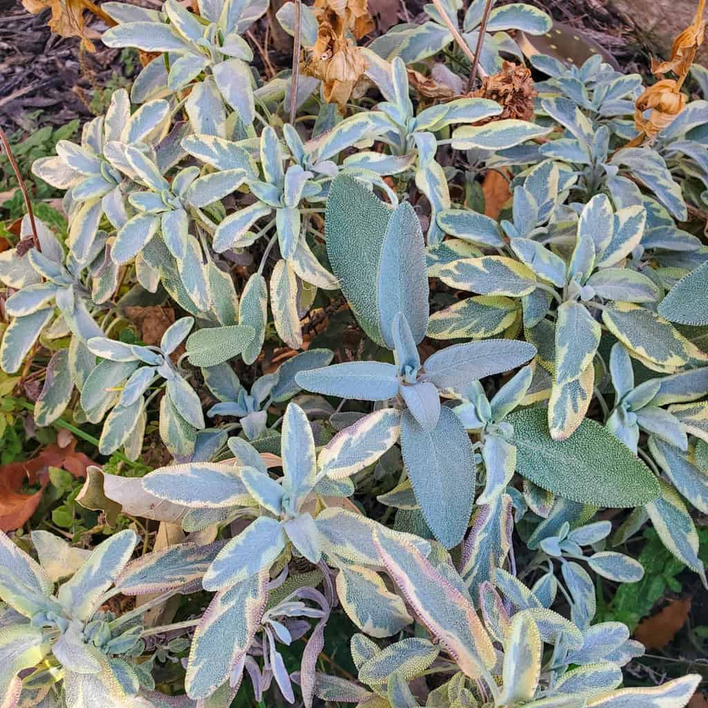 Herb garden with fresh sage.