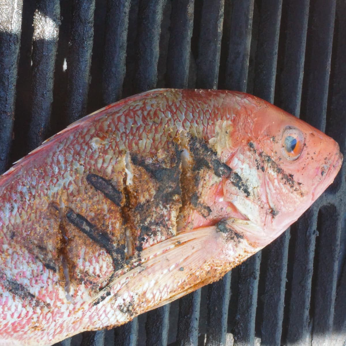 Whole red snapper on a grill.