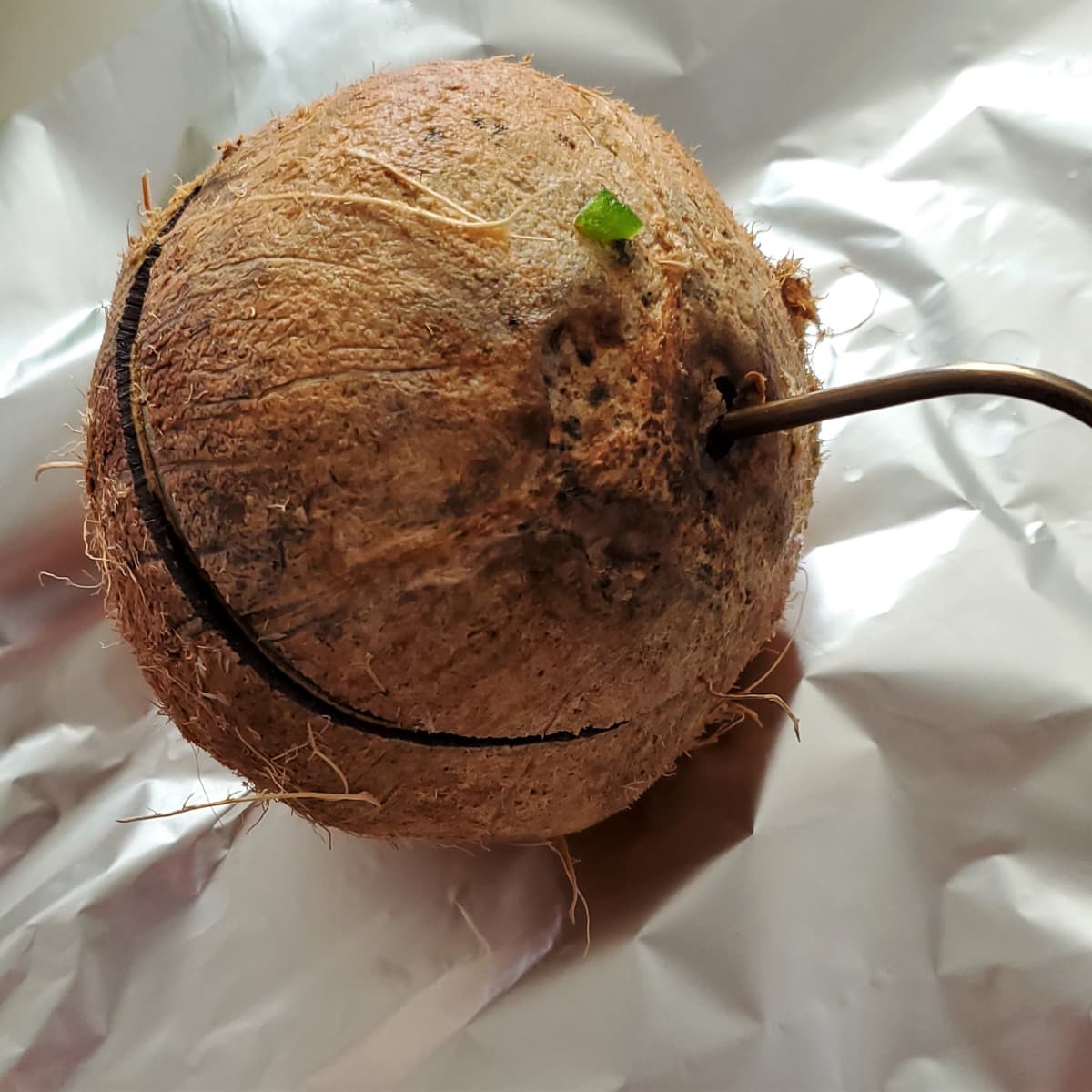 Temp probe in a stuffed coconut.